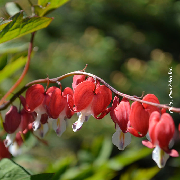 DICENTRA SPECTABILIS - VALENTINE
