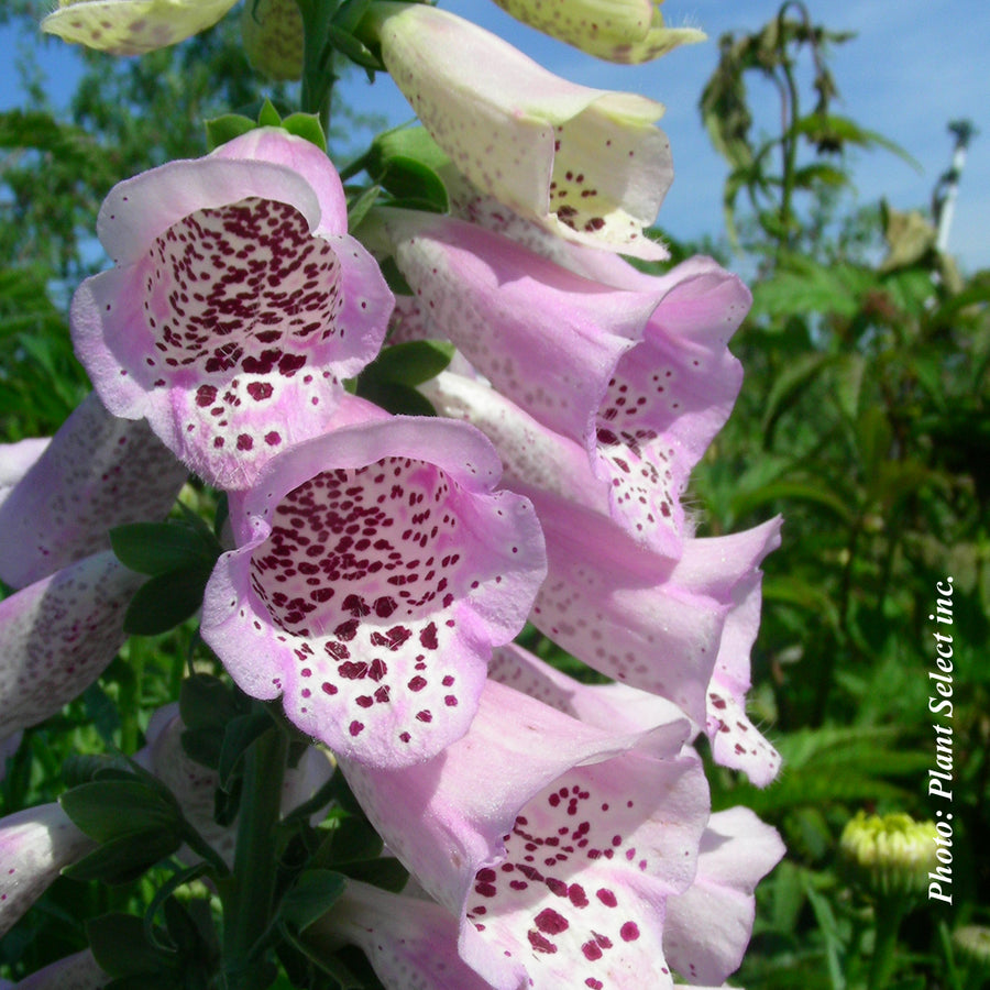 DIGITALIS - CAMELOT LAVENDER