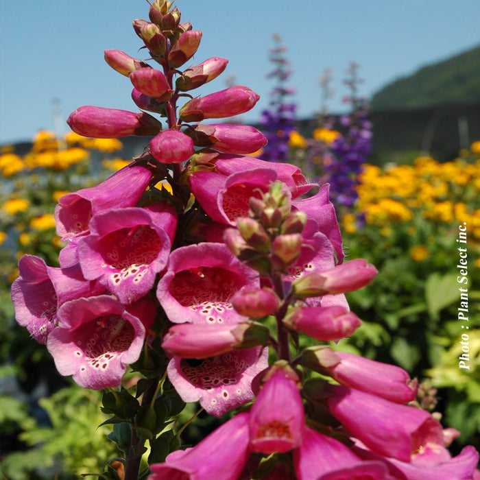 DIGITALIS - CAMELOT ROSE
