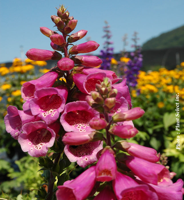 DIGITALIS - CAMELOT ROSE