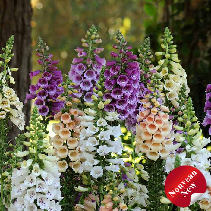 DIGITALIS - DALMATIAN MIXTE