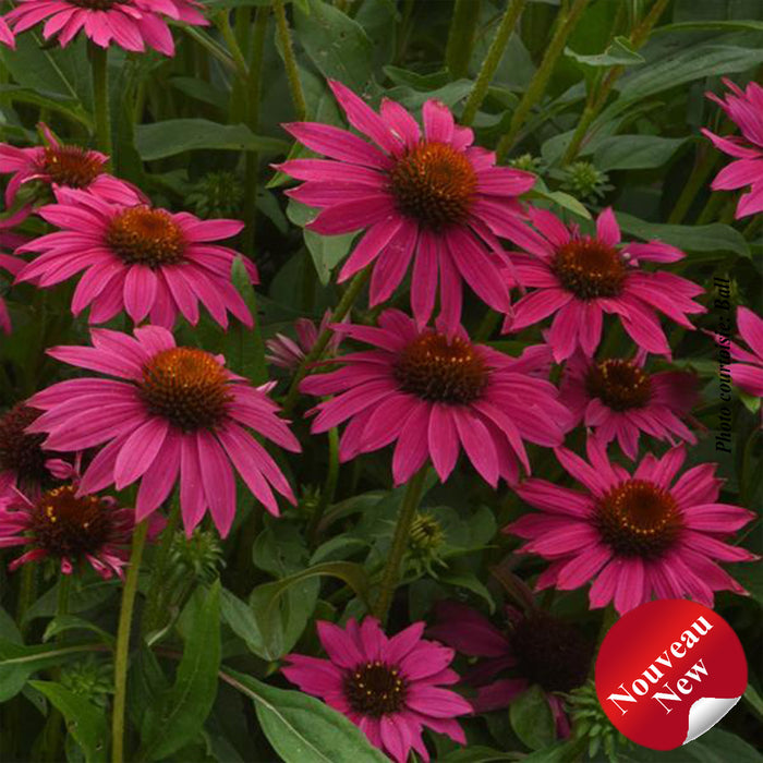 ECHINACEA ARTISANA - BRILLANT ROSE