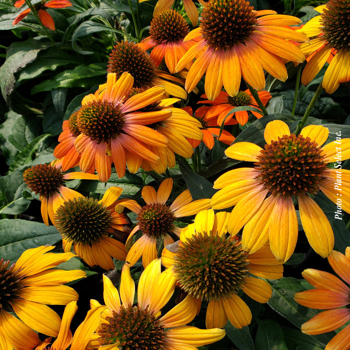 ECHINACEA ARTISANA - SOFT ORANGE