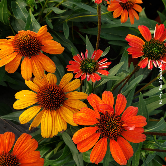 ECHINACEA ARTISAN - RED OMBRE