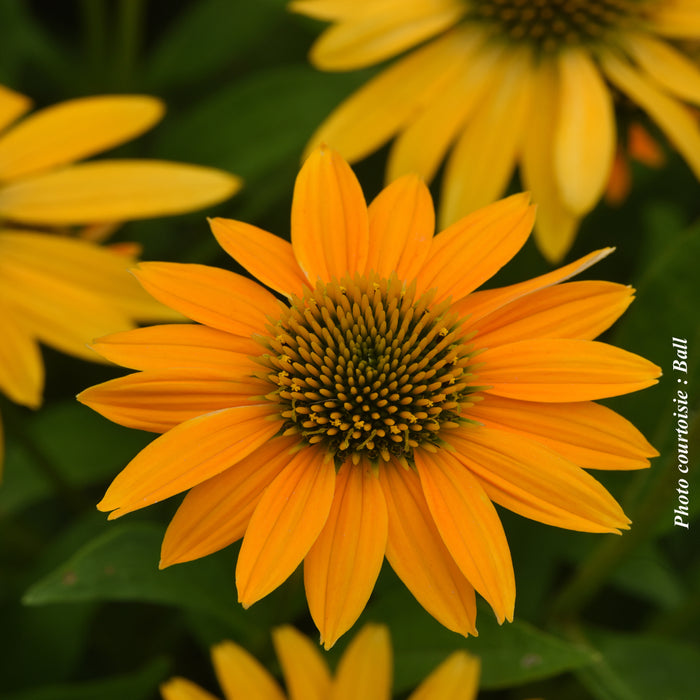 ECHINACEA ARTISANA - YELLOW OMBRE