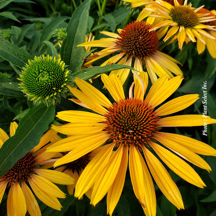 ECHINACEA - BIG KAHUNA