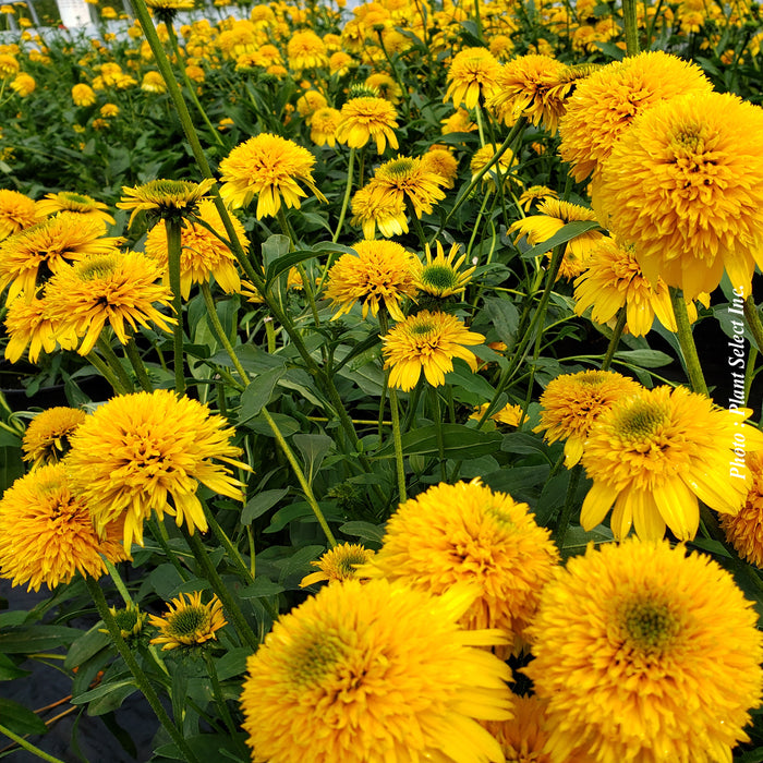 ECHINACEA CARA MIA - YELLOW