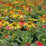 ECHINACEA PURPUREA - CHEYENNE SPIRIT