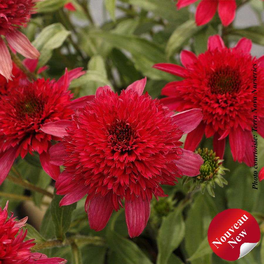 ECHINACEA SOMBRERO® - SANGRITA