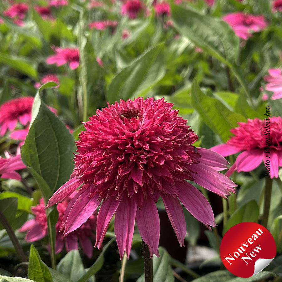 ECHINACEA DOUBLE SCOOP - WATERMELON DELUXE