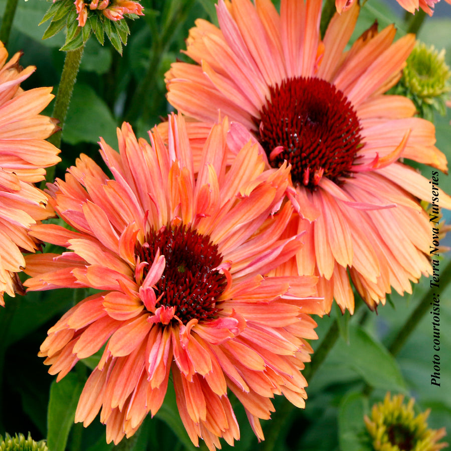 ECHINACEA FRESCO - APRICOT