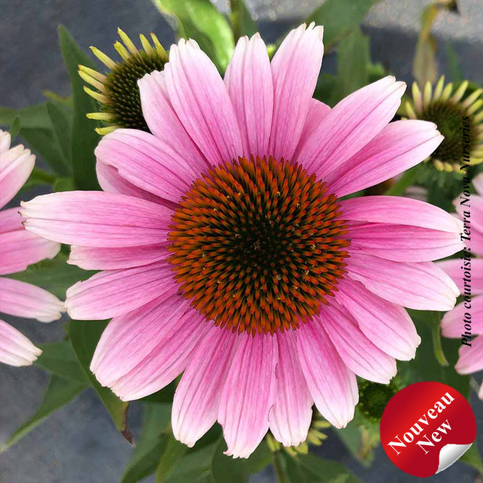 ECHINACEA - FRENCH TIPS