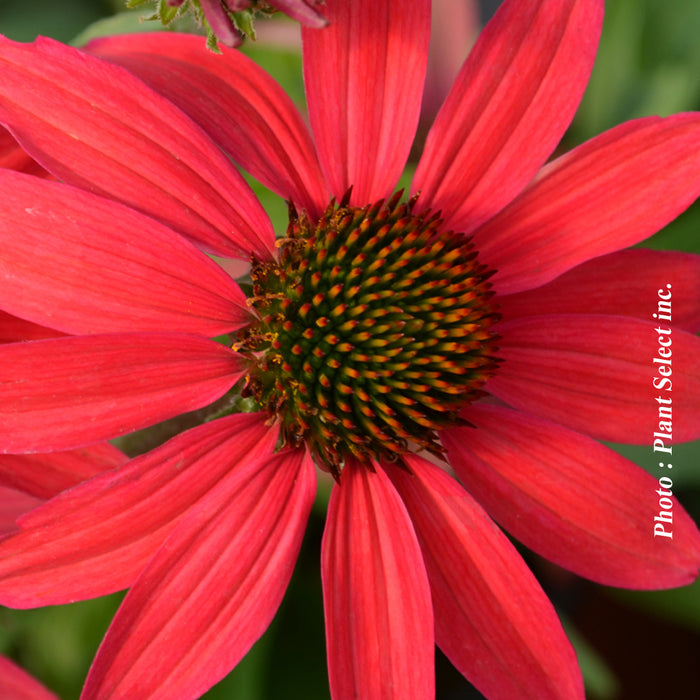 ECHINACEA DREAM™ SERIES - GLOWING DREAM