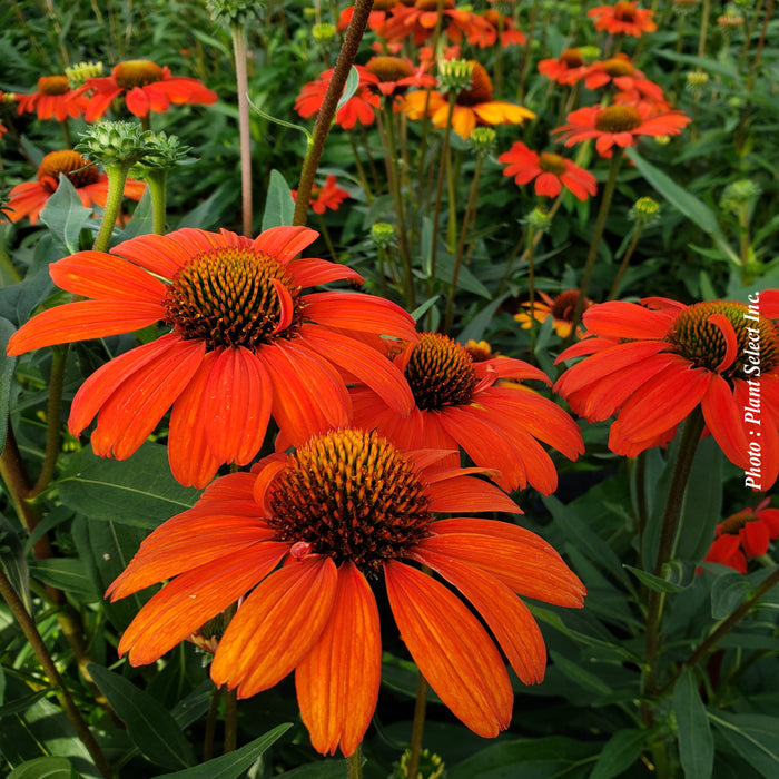 ECHINACEA KISMET - INTENSE ORANGE