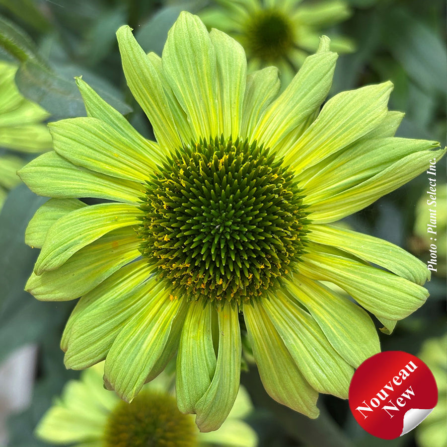 ECHINACEA KISMET - KIWI