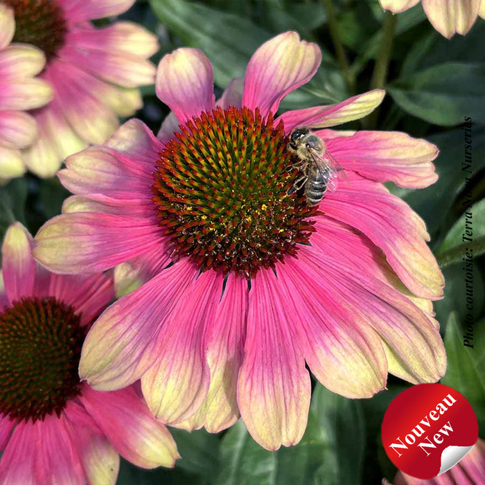 ECHINACEA KISMET - PINK LEMONADE