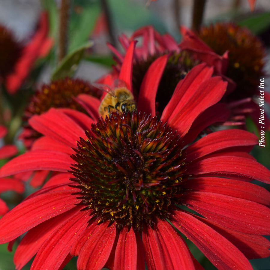 ECHINACEA KISMET - RED
