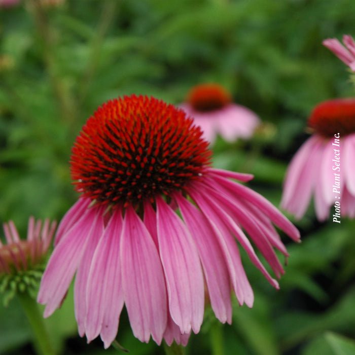 ECHINACEA - MAGNUS