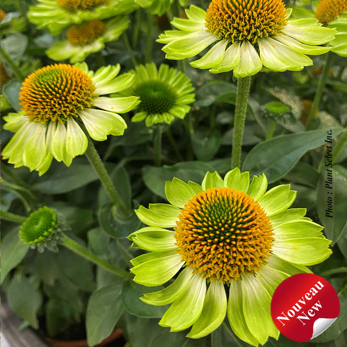 ECHINACEA MOODZ - JEALOUSY