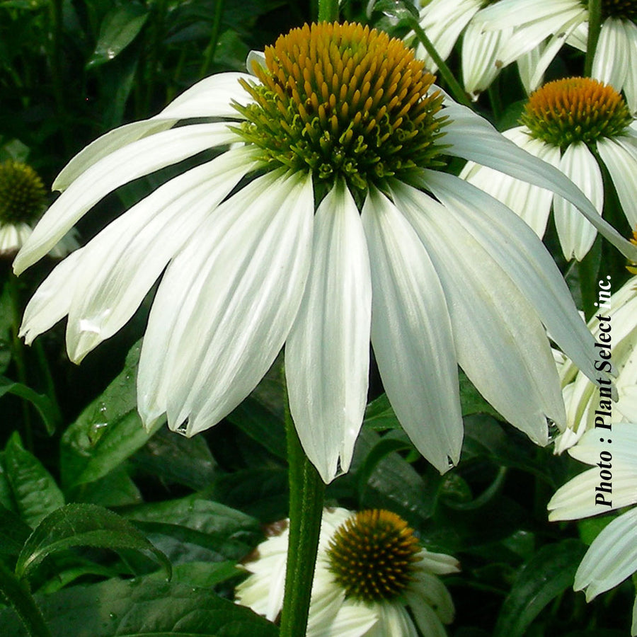 ECHINACEA PURPUREA - POWWOW WHITE