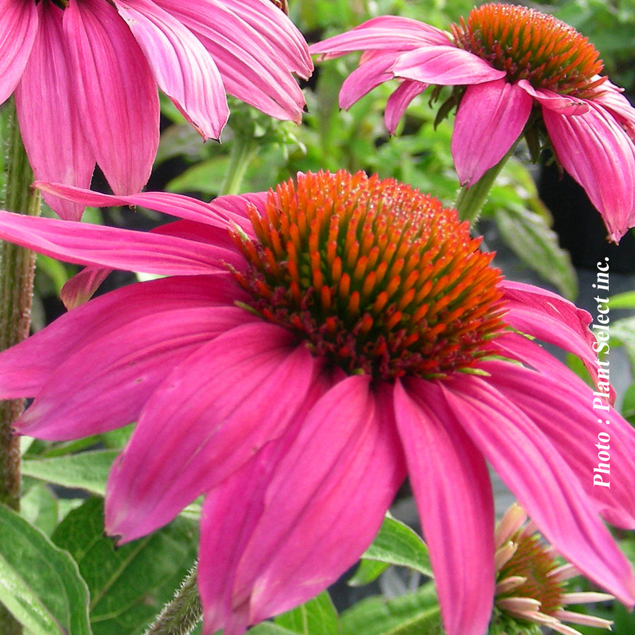 ECHINACEA PURPUREA - POWWOW WILD BERRY