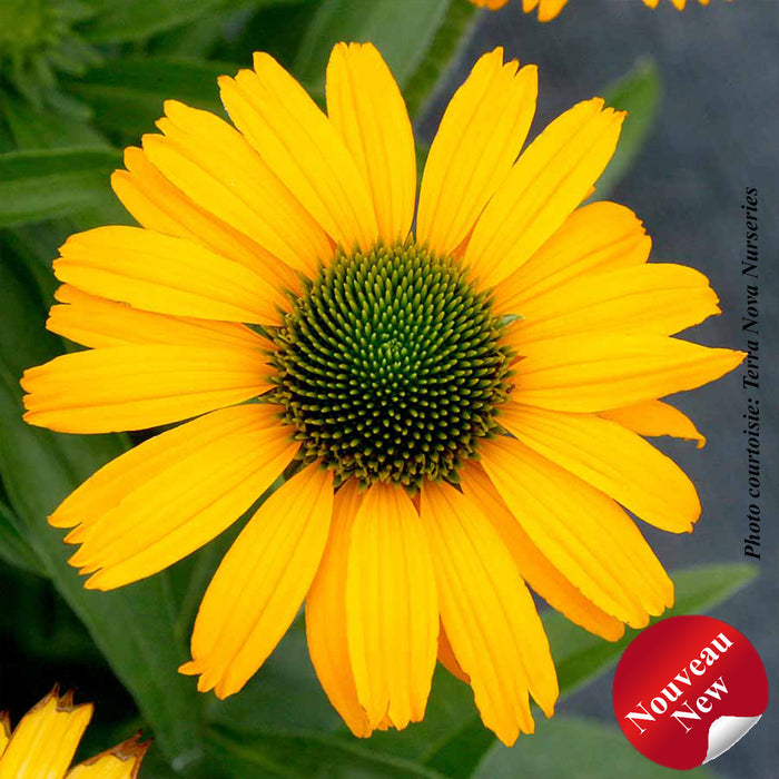 ECHINACEA PRIMA - AMARILLO