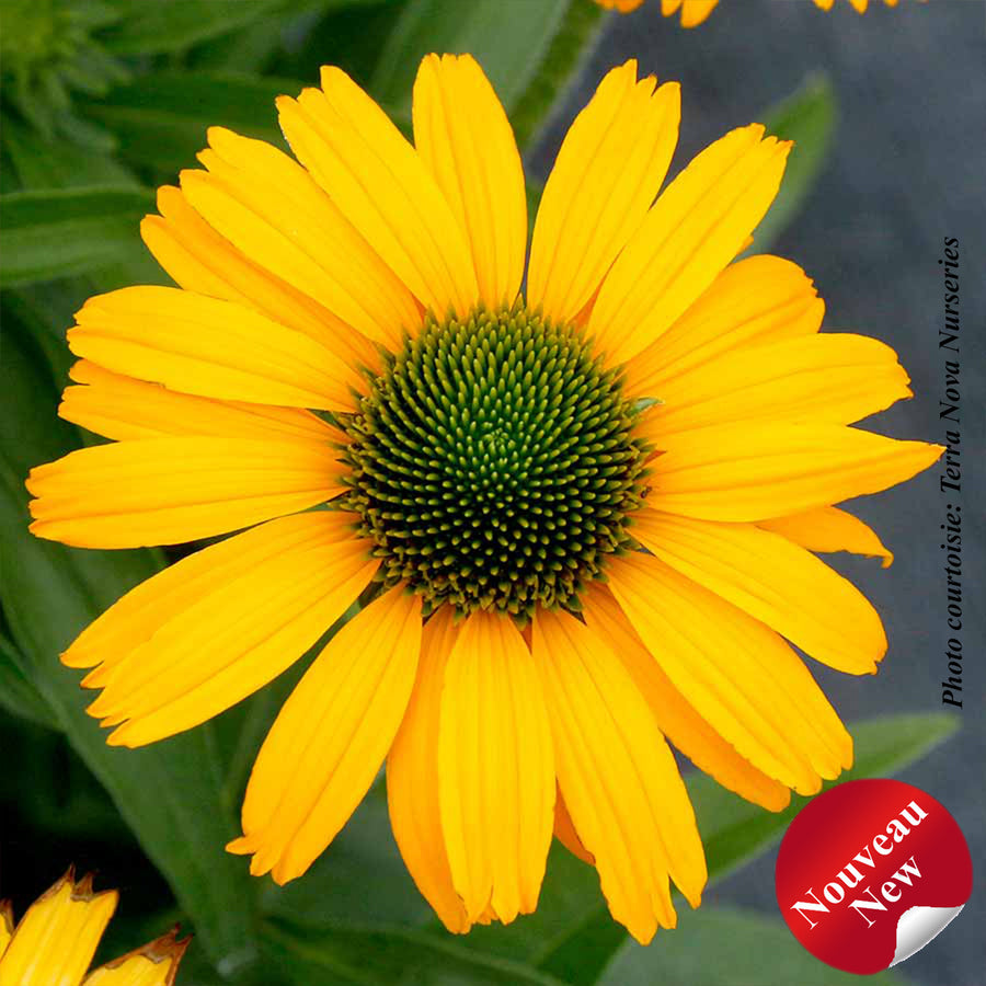 ECHINACEA PRIMA - AMARILLO