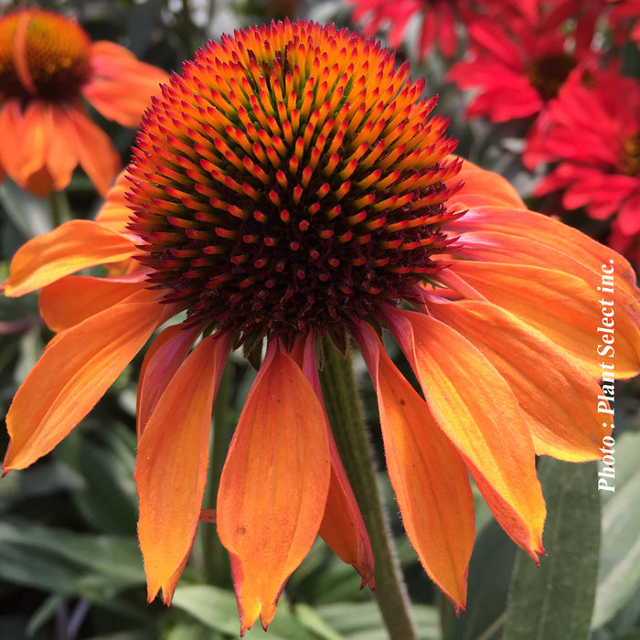 ECHINACEA PRIMA - GINGER