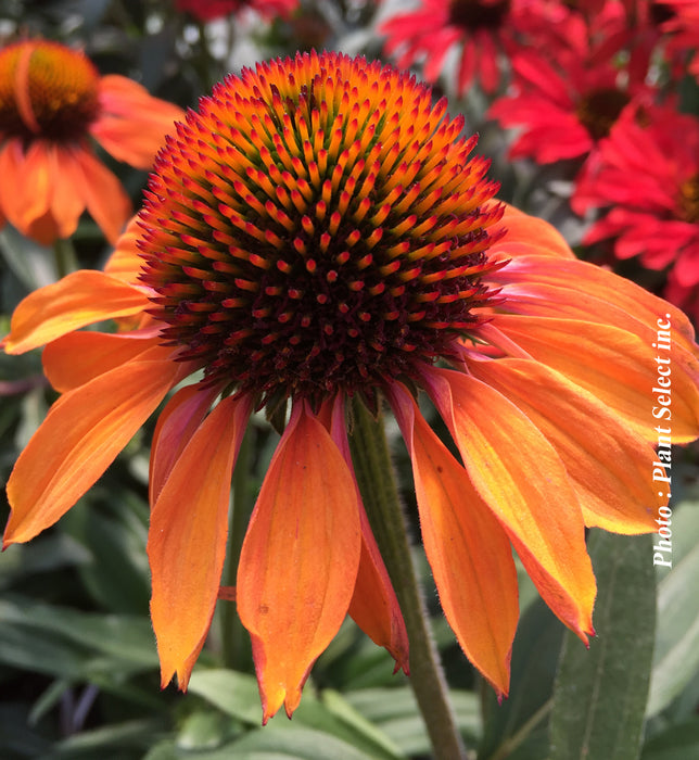 ECHINACEA PRIMA - GINGER