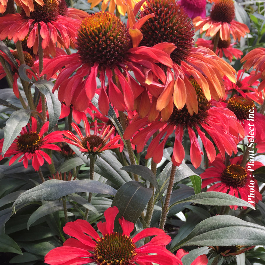 ECHINACEA - PRIMA RUBY