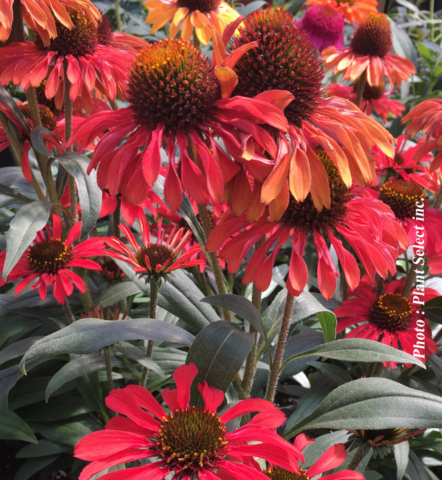 ECHINACEA - PRIMAA RUBY