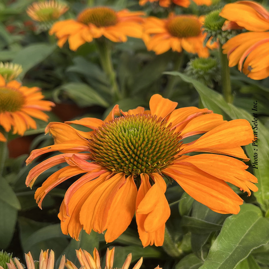 ECHINACEA - PRIMA SAFFRON