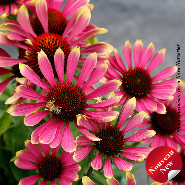 ECHINACEA PRIMA - SPIDER