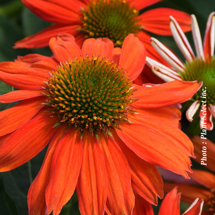 ECHINACEA SOMBRERO® - FLAMENCO ORANGE