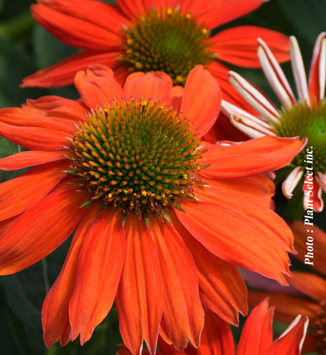 ECHINACEA SOMBRERO® - FLAMENCO ORANGE