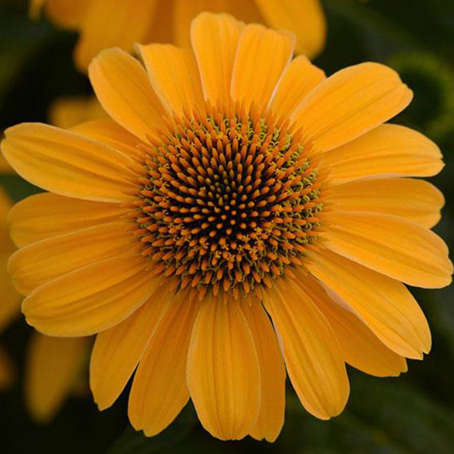ECHINACEA SOMBRERO - GRANADA GOLD