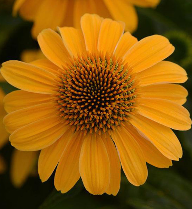 ECHINACEA SOMBRERO - GRANADA GOLD