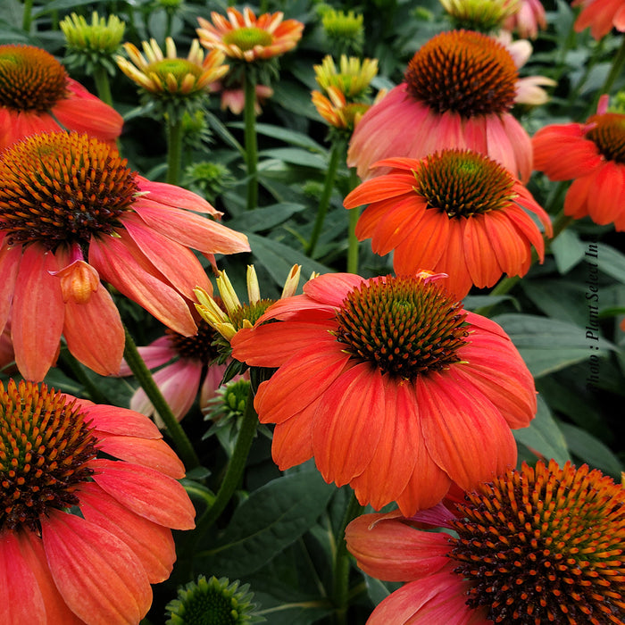 ECHINACEA SOMBRERO POCO - HOT CORAL