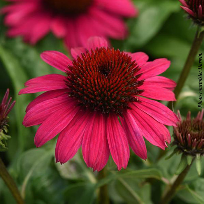 ECHINACEA SOMBRERO POCO™ HOT PINK