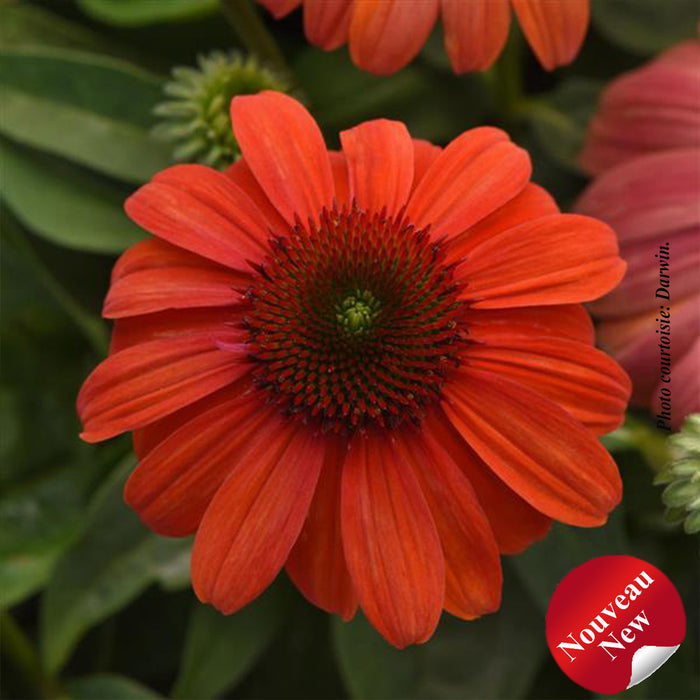 ECHINACEA SOMBRERO - MANDARIN MAMBO