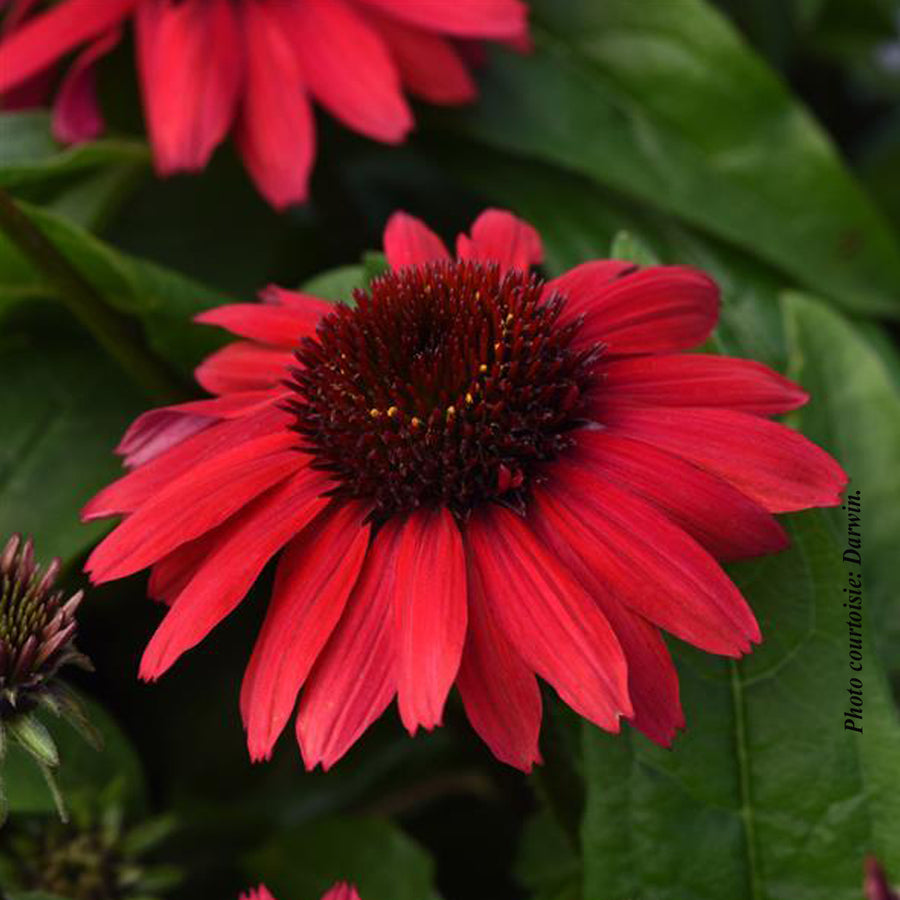 ECHINACEA SOMBRERO POCO™ RED
