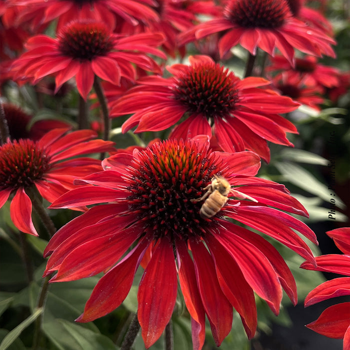 ECHINACEA SOMBRERO® - SANGRITA