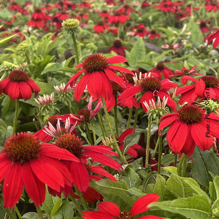 ECHINACEA SOMBRERO - SALSA RED