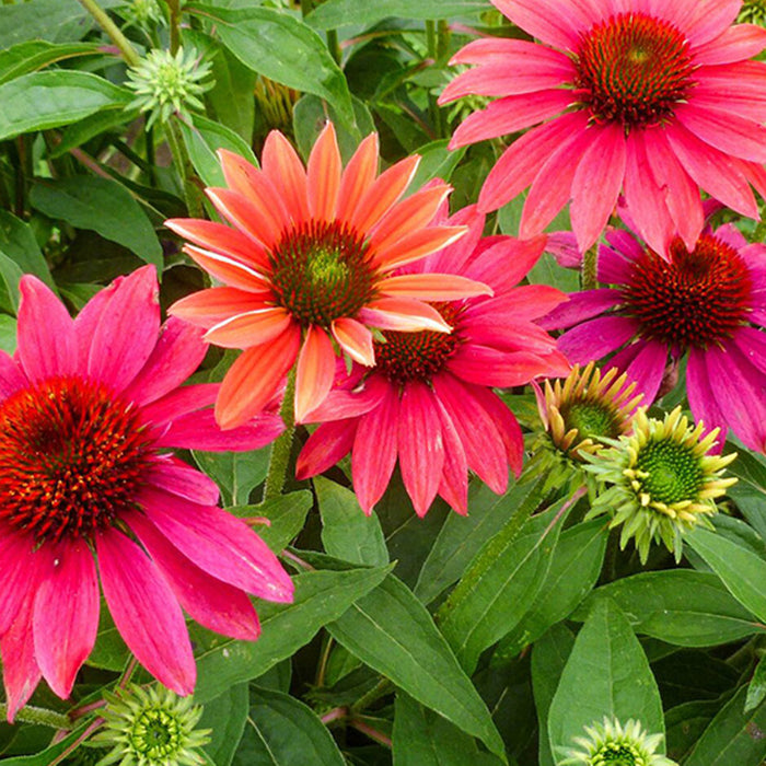 ECHINACEA SOMBRERO® - TRES AMIGOS