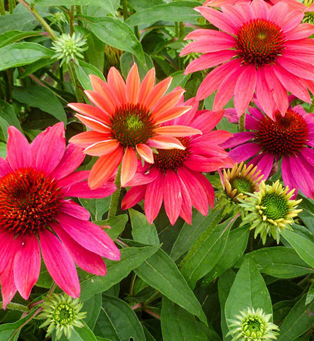 ECHINACEA SOMBRERO® - TRES AMIGOS