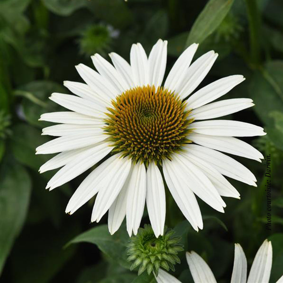 ECHINACEA SOMBRERO POCO - WHITE