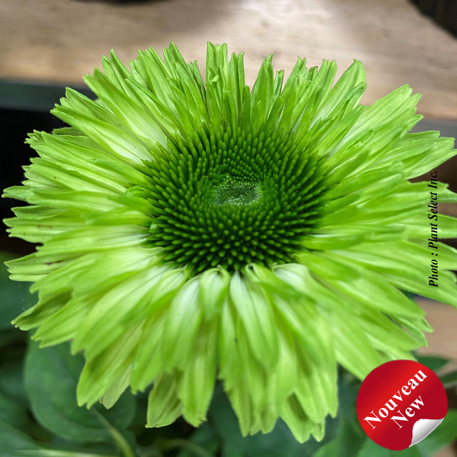 ECHINACEA SUNSEEKERS® - APPLE GREEN