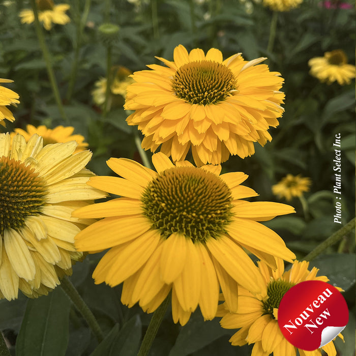 ECHINACEA SUNSEEKERS - GOLDEN SUN