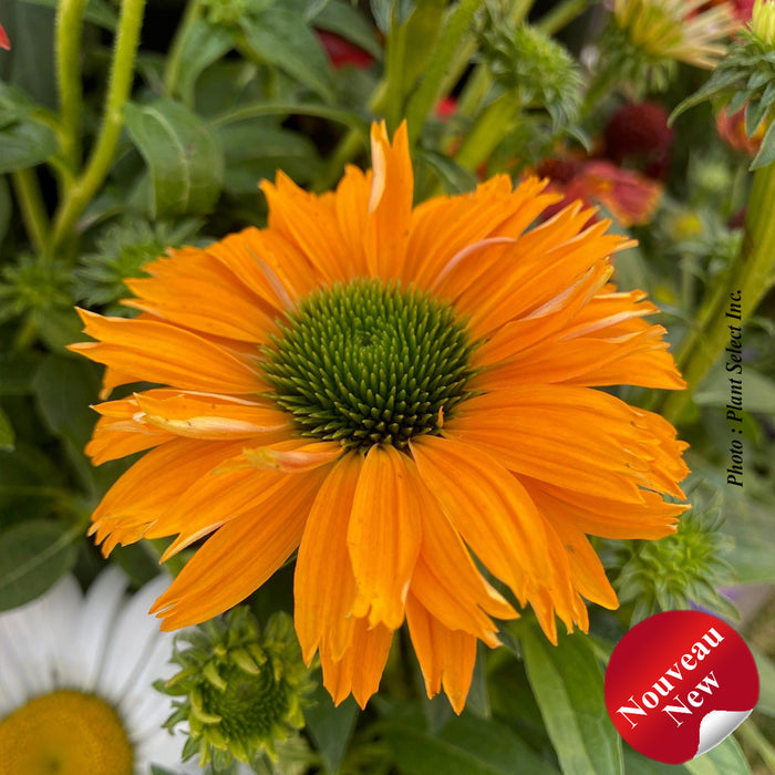 ECHINACEA SUNSEEKERS® - MINEOLA