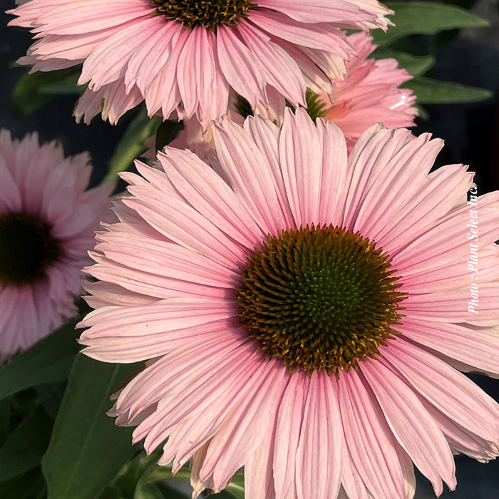 ECHINACEA SUNSEEKERS® - SALMON